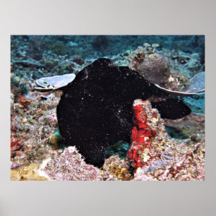 Poster Peixe-Rã Gigante Negro