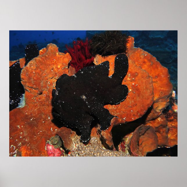 Poster Peixe-Rã Gigante Negro (Frente)