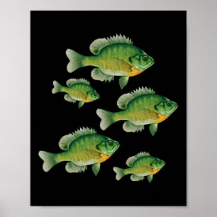 Poster Peixe Sol Azul Engraçado Pesca Peixe de Água Doce