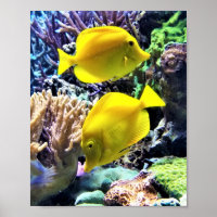 Peixe-Tang Amarelo-Havaiano
