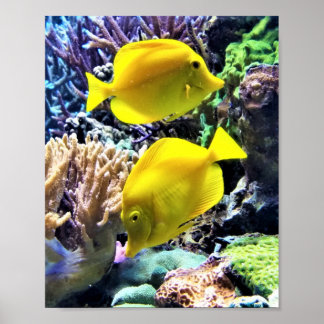 Poster Peixe-Tang Amarelo-Havaiano