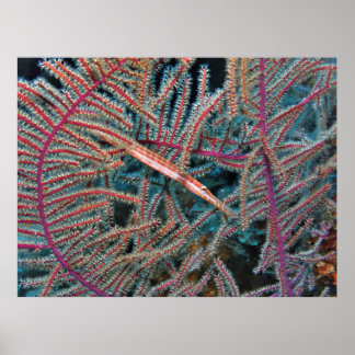 Poster Peixe-trompetista no Coral