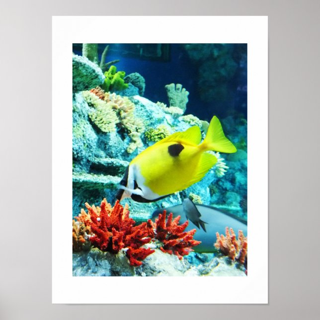 Poster Peixe tropical Tang (Frente)