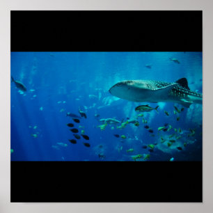 Pôster Peixe-Tubarão Natação Mata- Cinza Gal-Cara