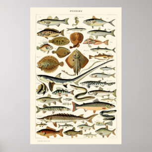 Poster Peixe Vintage de Adolphe Millot