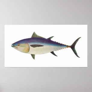 Poster Peixes - atum de Bluefin do sul - maccoyii do