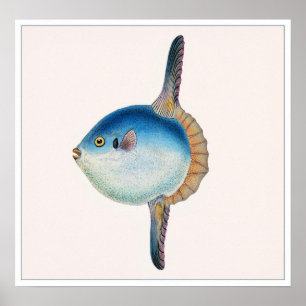 Poster Peixes Azuis Tropicais do Mediterrâneo Vintage