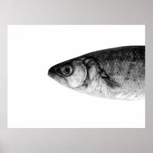 Poster Peixes, belas artes