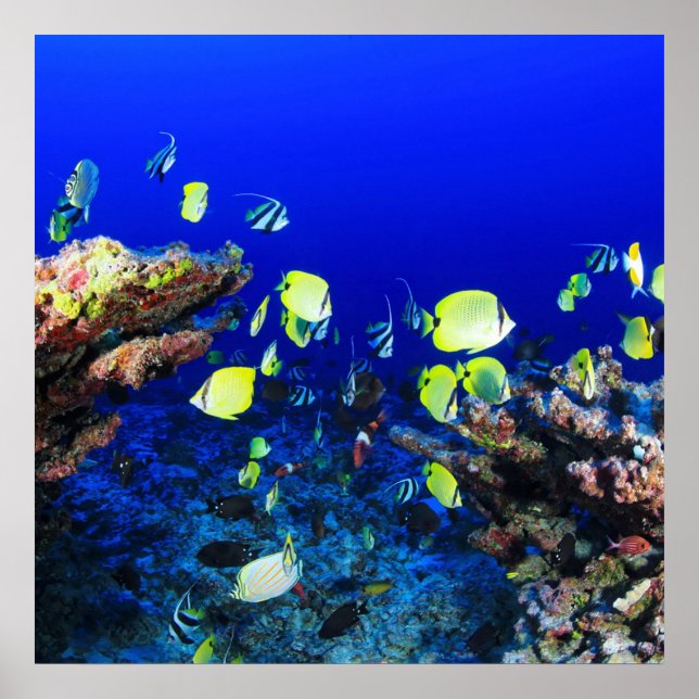 Poster Peixes bonito E Recifes De Coral (Frente)