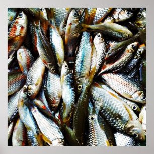 Poster Peixes brancos pequenos