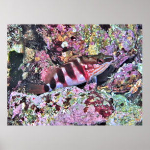 Poster Peixes da Nova Zelândia