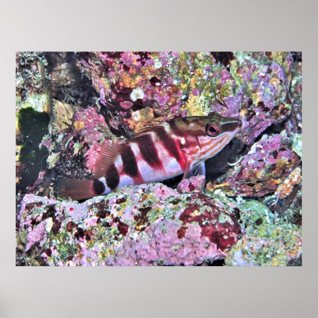 Poster Peixes da Nova Zelândia (Frente)