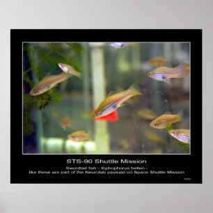 Pôster Peixes de cauda-espada como estes fazem parte...