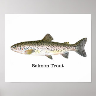 Pôster Peixes De Trutas De Salmão
