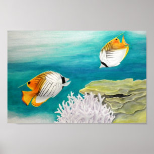 Poster Peixes do anjo