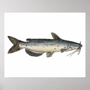 Poster Peixes do Canal (juvenis)