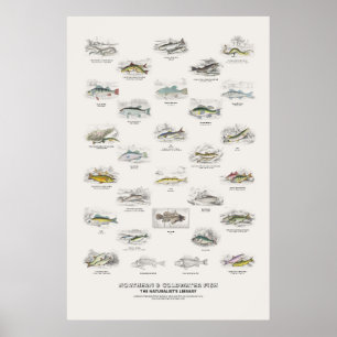 Poster Peixes do Norte e de Água Fria - Biblioteca do Nat