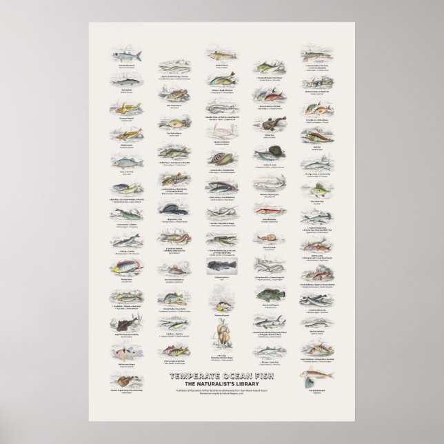 Poster Peixes do Oceano Temperado - Biblioteca do Natural (Frente)
