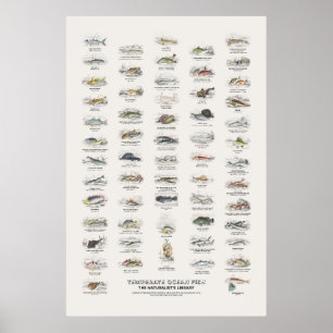 Poster Peixes do Oceano Temperado - Biblioteca do Natural