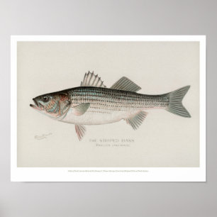 Poster Peixes do vintage - baixo listrado