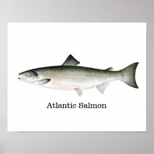 Pôster Peixes dos salmões atlânticos