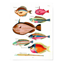 Peixes e Amigos Arco-Íris