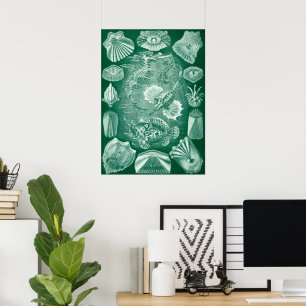 Pôster Peixes e escudos de Teleostei do vintage por Ernst