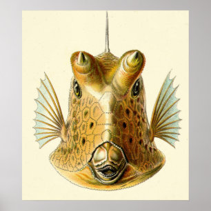 Pôster Peixes Horned estranhos