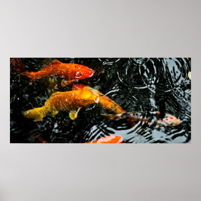 Pôster Peixes Koi Coloridos | Chengdu (Frente)
