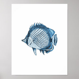 Poster Peixes náuticos oceanos litorais de praia azul ma