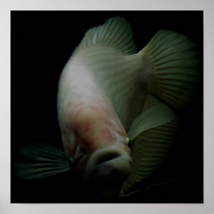 Poster Peixes no Retrato do Tanque
