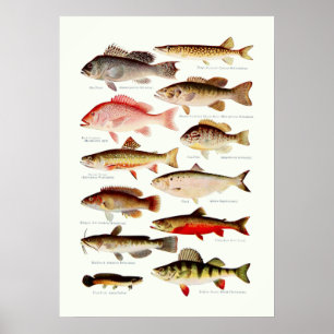 Poster Peixes Norte-Americanos Vintage