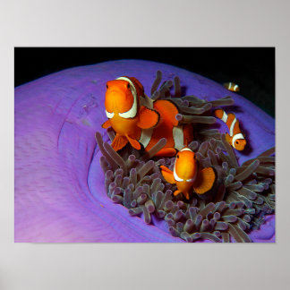 Poster Peixes-palhaço estão sempre em movimento | Peixe-a