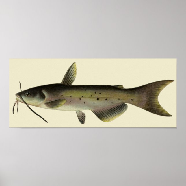 Poster Peixes-peixes-marinheiro Vintage (Frente)
