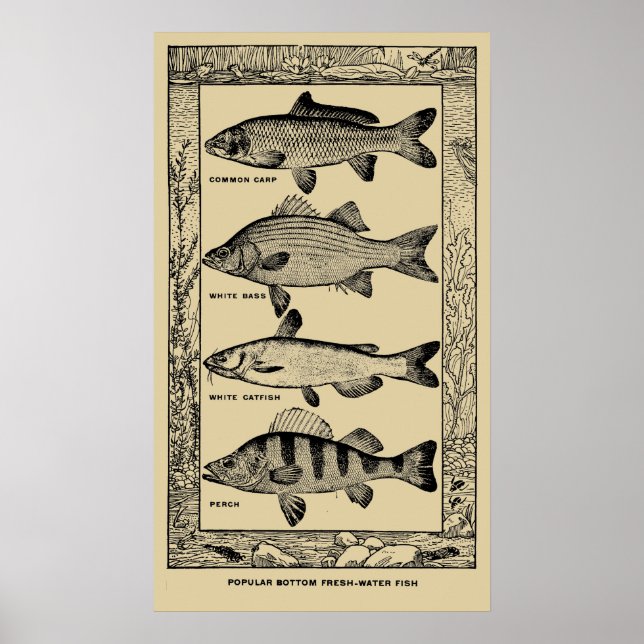 Poster Peixes Populares de Água Fresca de Louis Rhead (Frente)