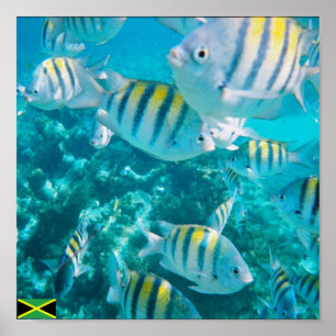 Pôster peixes principais sergent jamaica