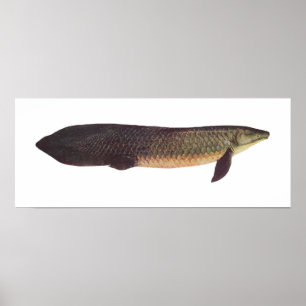 Poster Peixes - Qld. Lungfish - forsteri do Neoceratodus