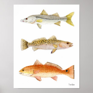 Poster Peixes Snook, Seatrout & salmonetess do jogo da