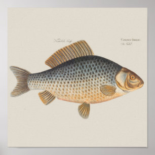 Pôster Peixes+trabalho de arte+design+pesca+pesca+pesca