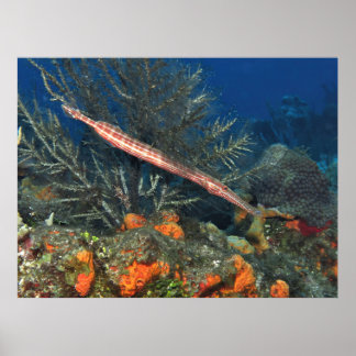 Poster Peixes-trombete de Cozumel