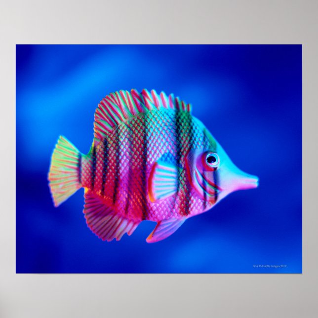 Poster Peixes Tropicais (Frente)