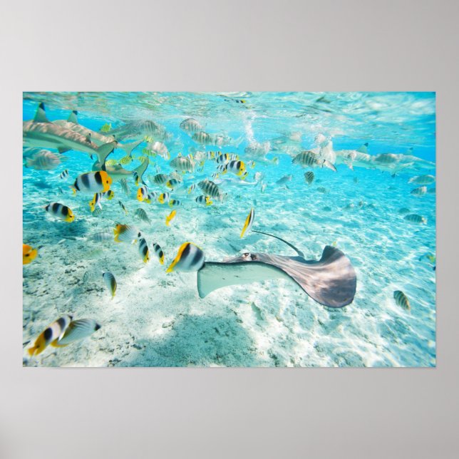Poster Peixes tropicais (Frente)