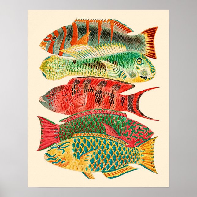 Poster Peixes tropicais do Vintage (Frente)