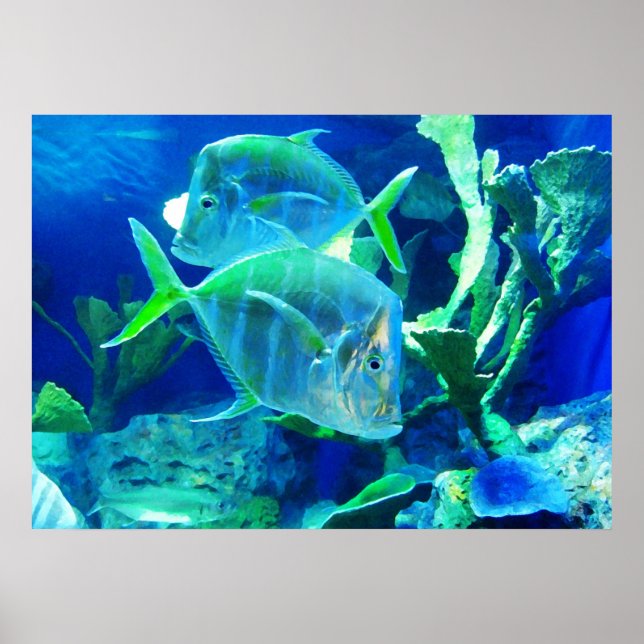 Poster Peixes Tropicais em Belos Blues e Verdes (Frente)