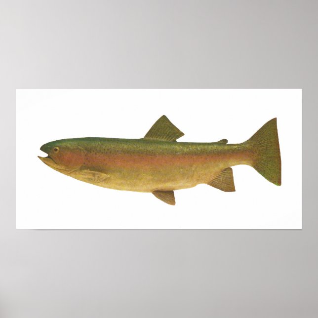 Pôster Peixes - Truta Arco-Íris - Salmo gairdnerii (Frente)