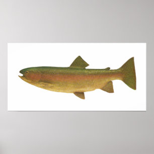 Pôster Peixes - truta de arco-íris - gairdnerii do Salmo