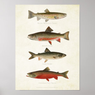 Poster Peixes Vintage - Dificuldades