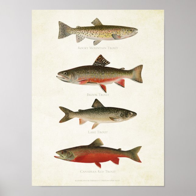 Poster Peixes Vintage - Dificuldades (Frente)