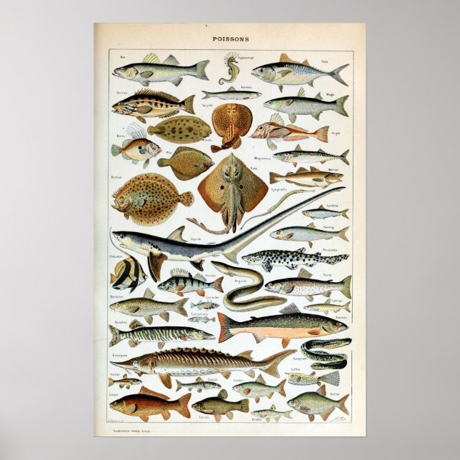 Poster Peixes Vintage do Mundo (Frente)