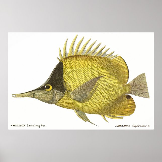 Poster Peixes Vintage, Gelão Tropical Amarelo Longirostri (Frente)